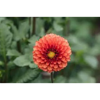 Organic Dahlia Plant Manufacturer