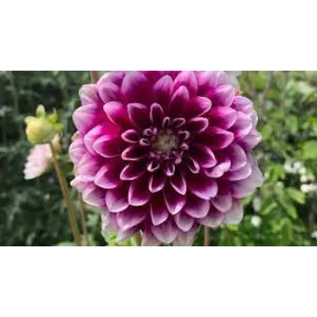 Organic Dahlia Plant Exporter