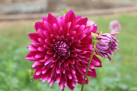 Organic Dahlia Plant