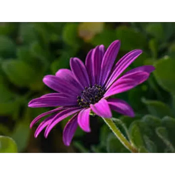Fresh Daisy Flowers Exporter