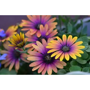 Fresh Daisy Flowers