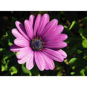 Fresh Daisy Flowers Manufacturer