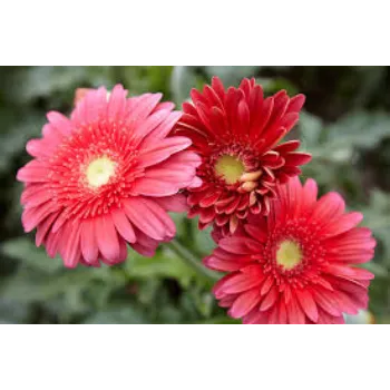 Daisy Flowers Manufacturer