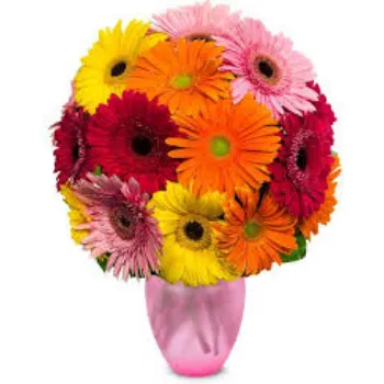 Fresh Daisy Flower