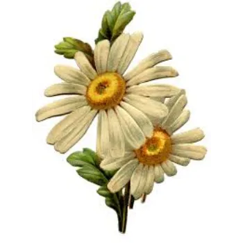 Fresh Daisy Flower