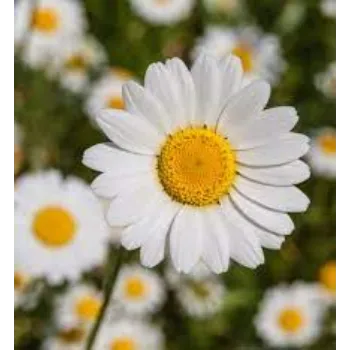 Natural Daisy Flowers