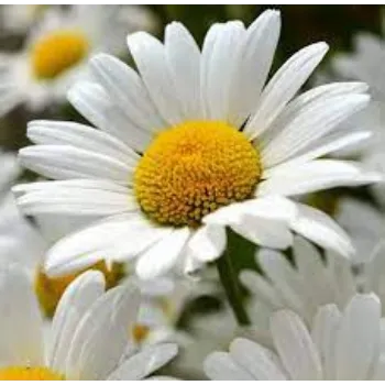 Common Daisy Flowers