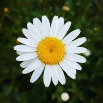 Natural Daisy Flowers