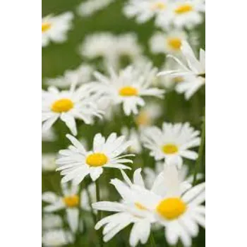 Fresh Daisy  Flowers