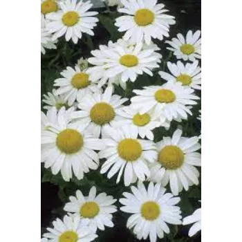 Organic Daisy Flowers