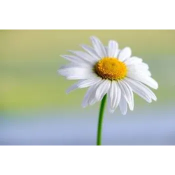 Natural Daisy Flowers