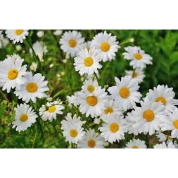 Natural Daisy Flower