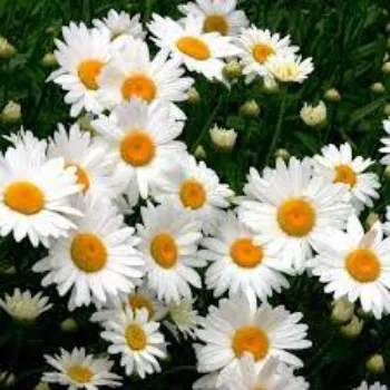 Fresh Daisy Flower