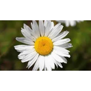 Fresh Daisy Flower Manufacturer