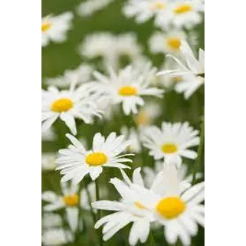 Natural Daisy Flowers