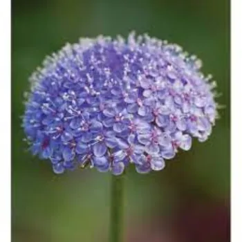 Common Daisy Flowers
