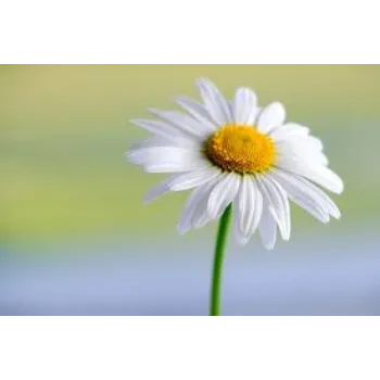 Fresh Daisy Flower Manufacturer