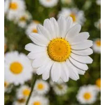Organic Daisy Flowers