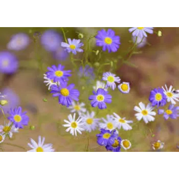 Fresh Daisy Flower Manufacturer