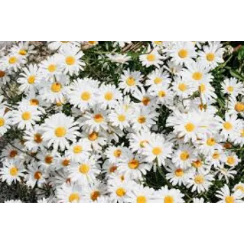 Natural Daisy Flowers