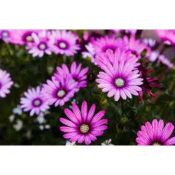 Organic Daisy Flowers Wholesaler
