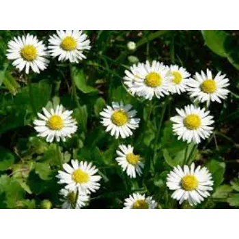 Fresh Daisy Flowers Exporter