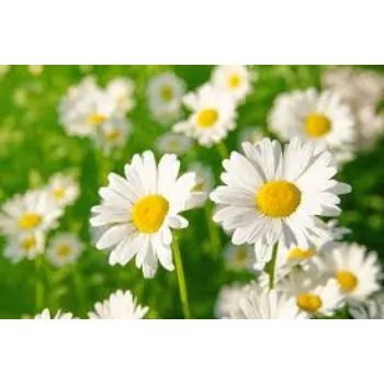 Natural Daisy Flowers