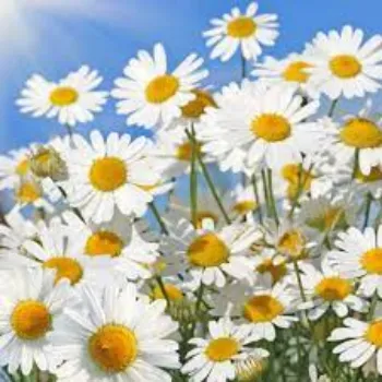 Organic Daisy Flowers