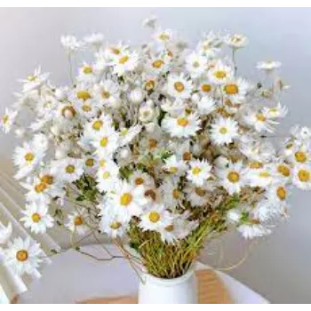 Common Daisy Flowers