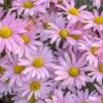 Rare Daisy Flower