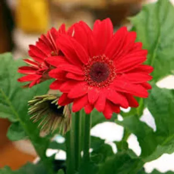 Organic Daisy Flower