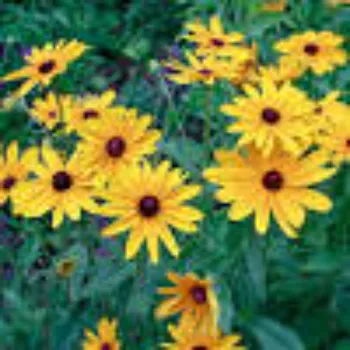 Common  Daisy Flower