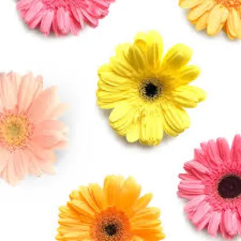 Daisy Flower
