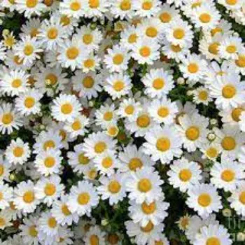  Daisy Flower