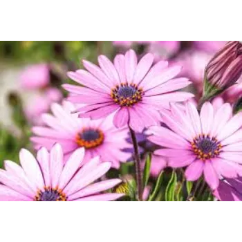 Fresh Daisy Flower