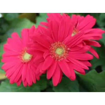 Common Daisy Flower Exporter