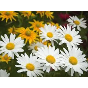 Organic Daisy Flowers Wholesale