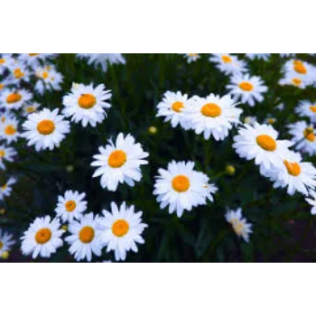 Natural Daisy Flower Manufacturer