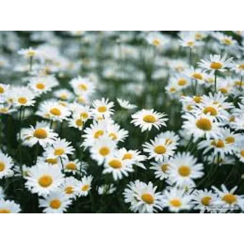 Fresh Daisy Flower Manufacturer