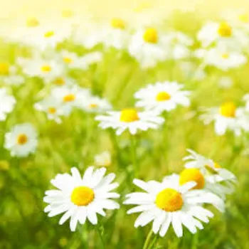 Natural Daisy Flowers Manufacturer