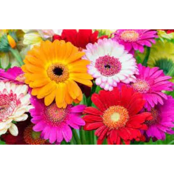 Organic Daisy Flowers Manufacturer