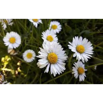 Natural Daisy Flowers Manufacturer