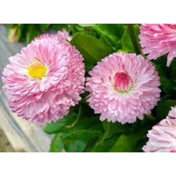 Fresh Daisy Flower Manufacturer