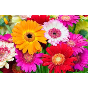 Fresh Daisy Flower Manufacturer