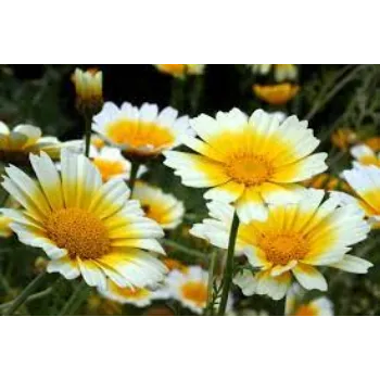Fresh Daisy Flower Exporter