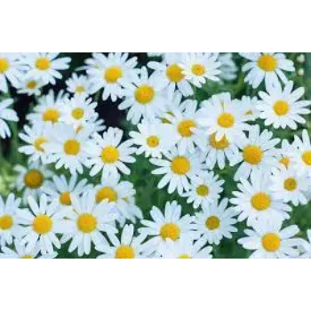 Fresh Daisy Flower Manufacturer