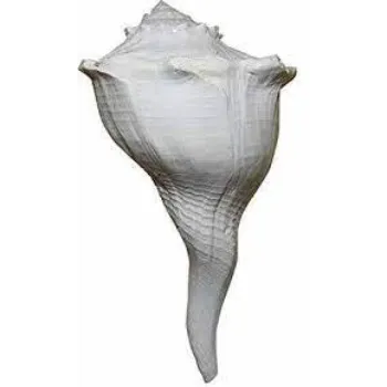 Sunil Dakshinavarti Shankh