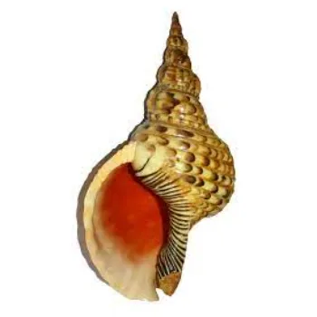 Dakshinavarti Shankh