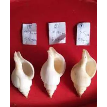 Kalyani Dakshinavarti Shankh