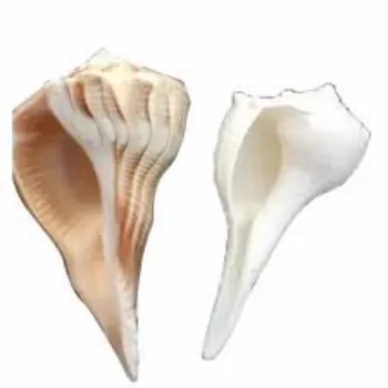 Nidhi Dakshinavarti Shankh